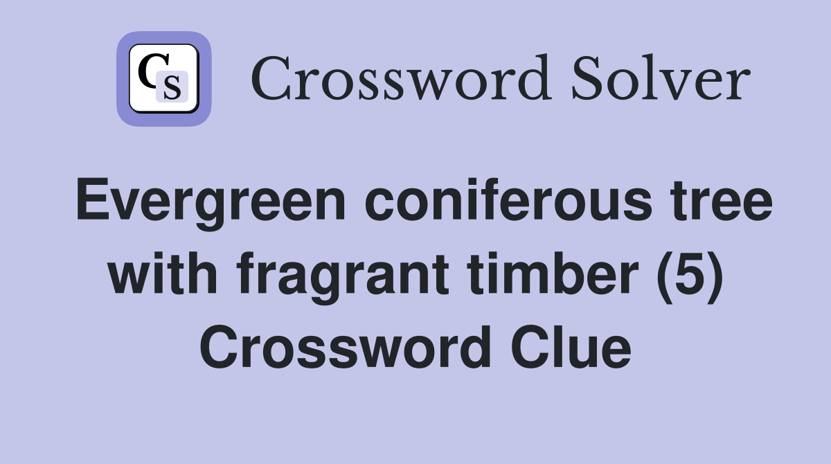Evergreen coniferous tree with fragrant timber (5) Crossword Clue