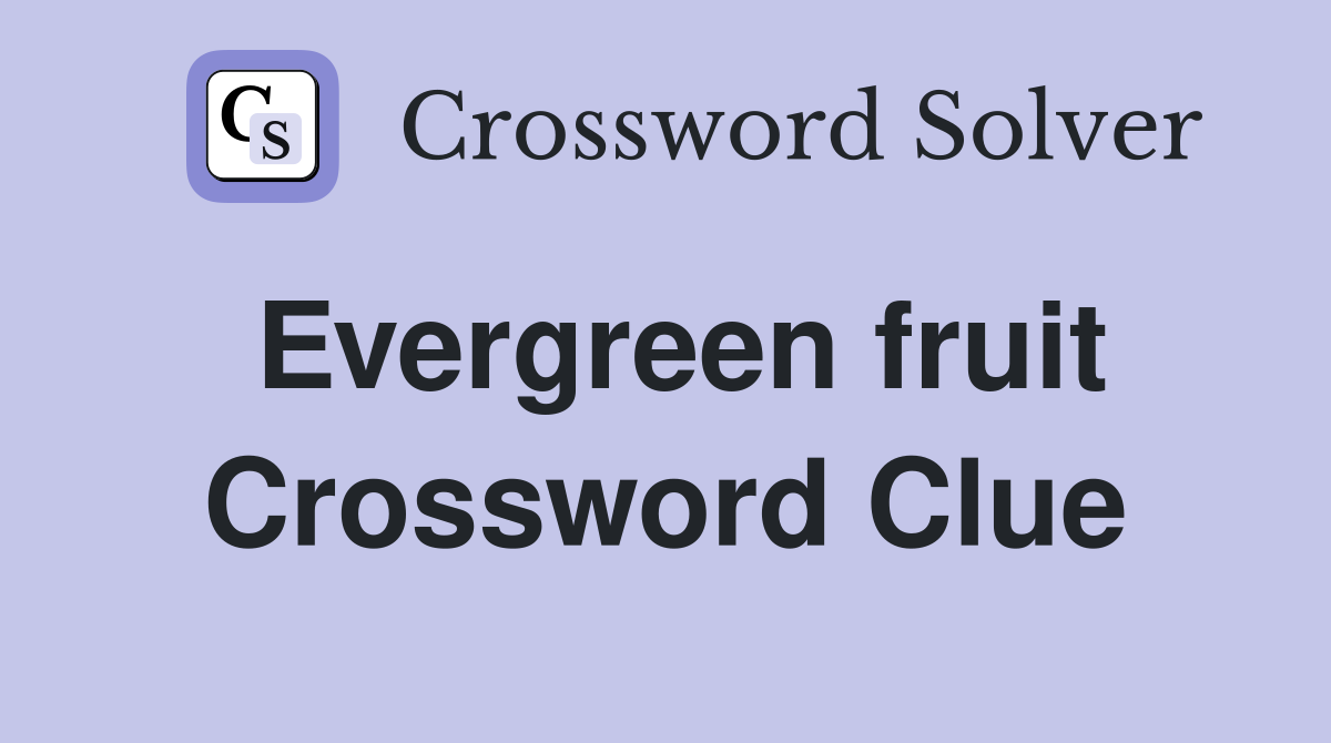 Evergreen fruit Crossword Clue