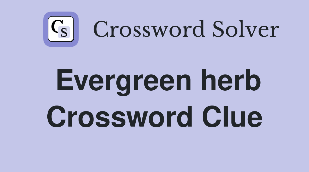 Evergreen herb Crossword Clue
