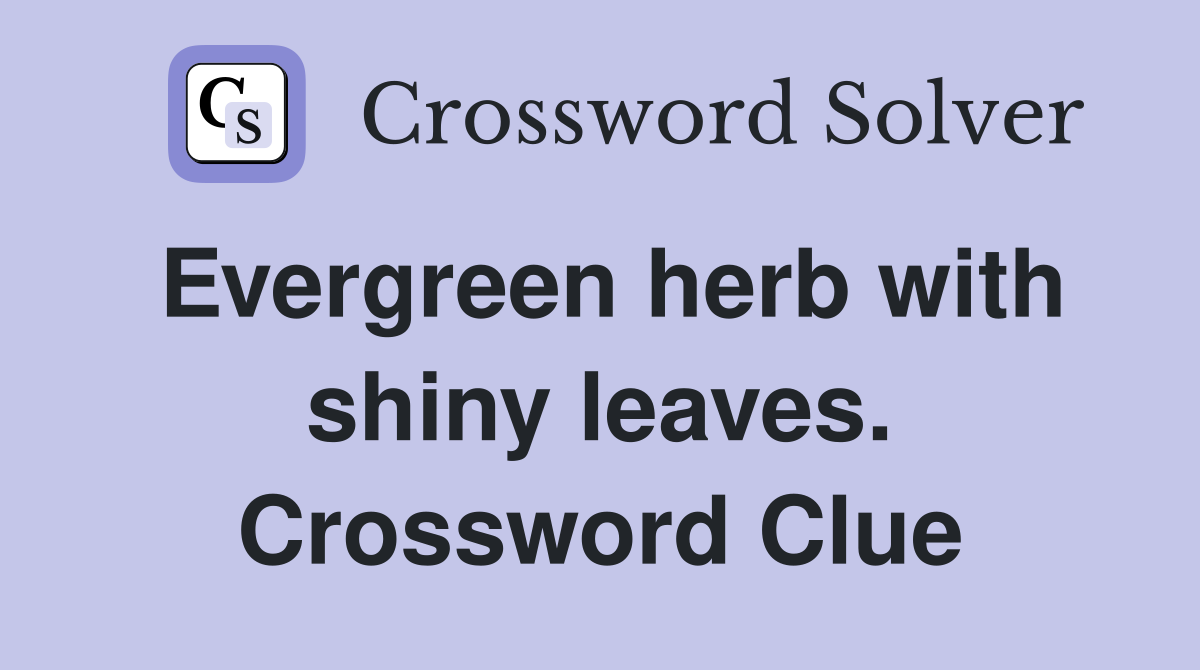 Evergreen herb with shiny leaves. Crossword Clue