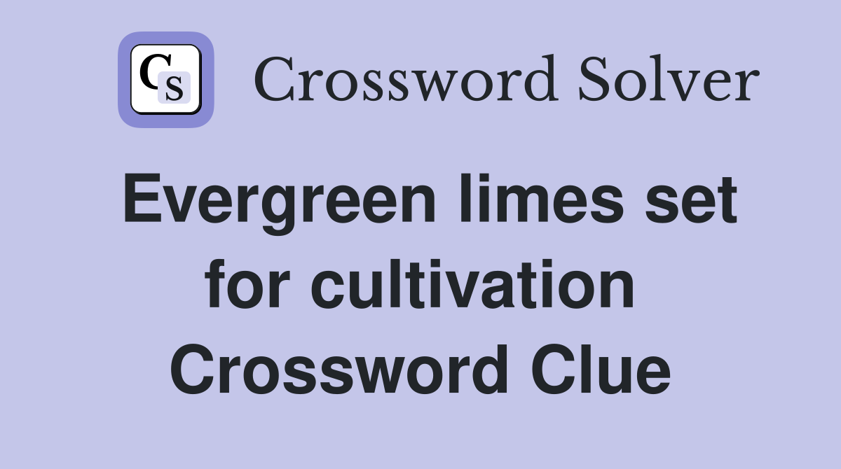 Evergreen limes set for cultivation Crossword Clue