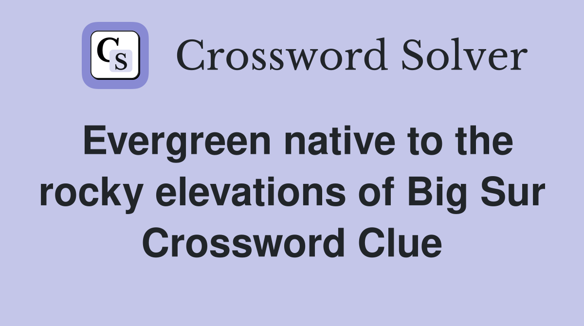 Evergreen native to the rocky elevations of Big Sur Crossword Clue