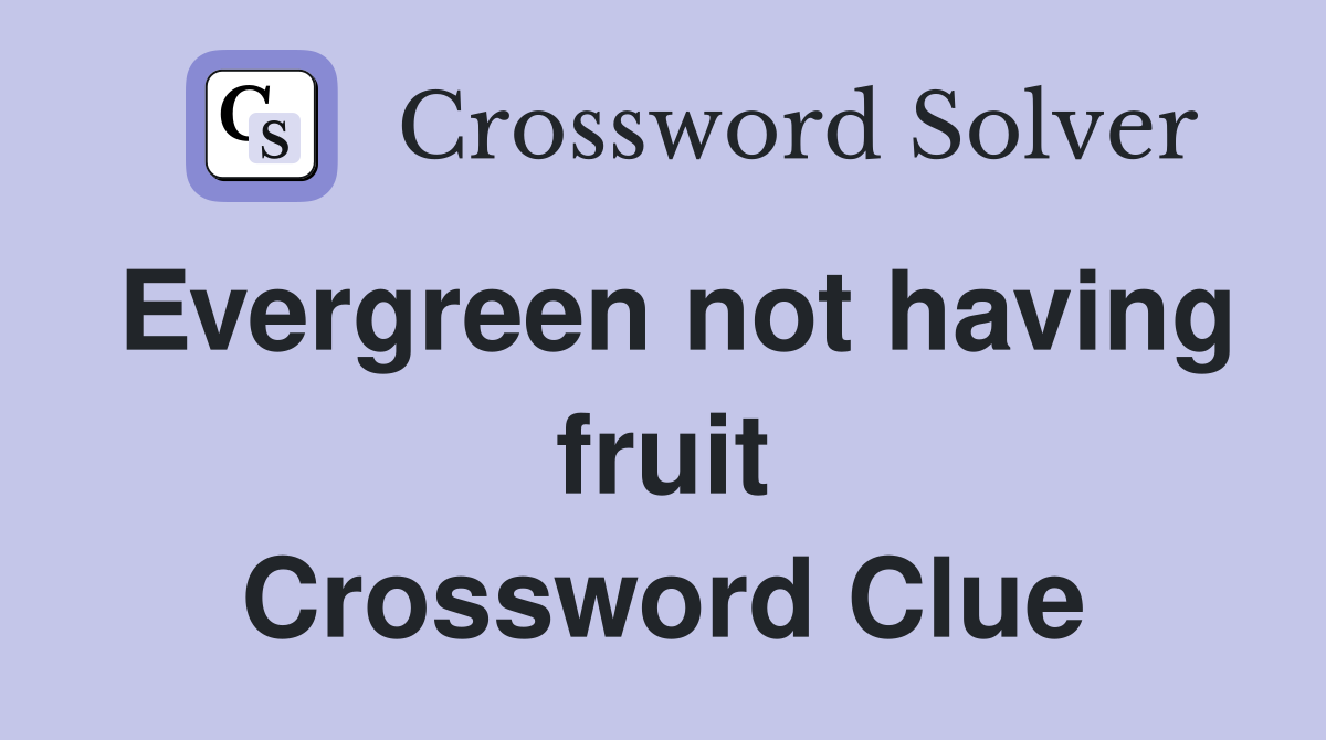 Evergreen not having fruit Crossword Clue
