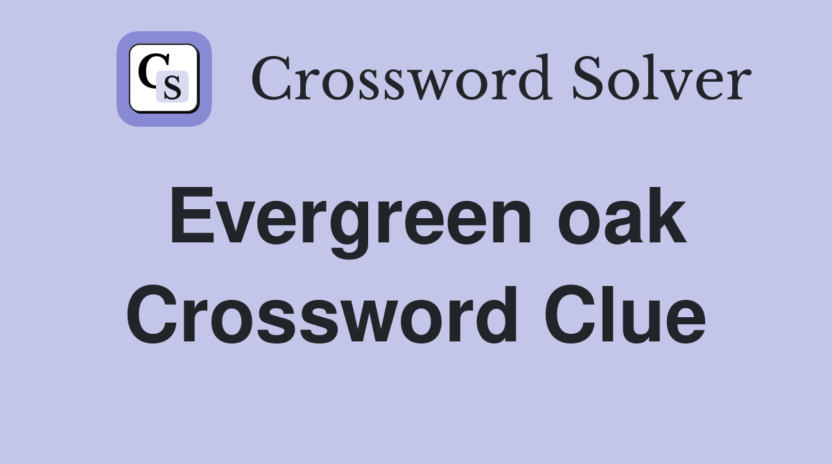 Evergreen oak Crossword Clue