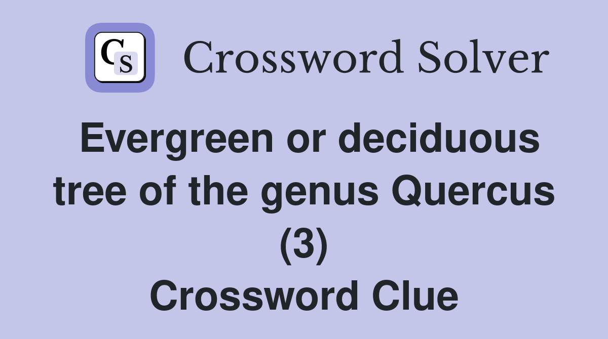 Evergreen or deciduous tree of the genus Quercus (3) Crossword Clue