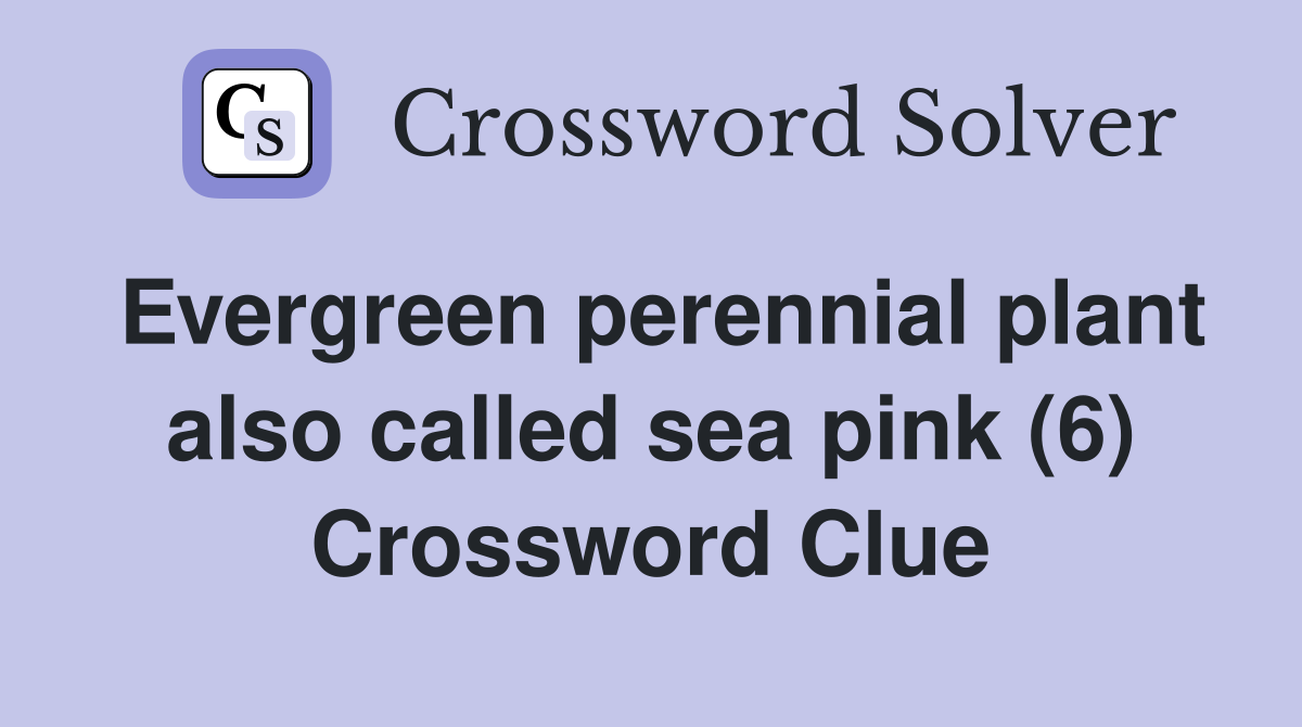 Evergreen perennial plant also called sea pink (6) Crossword Clue