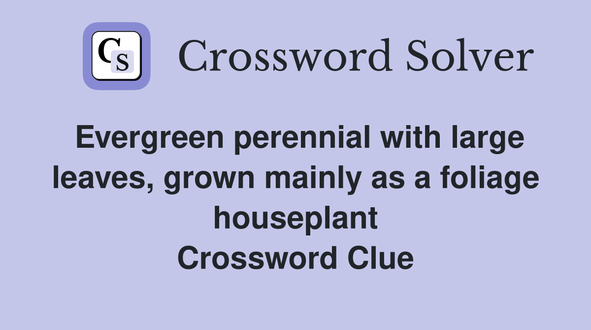 Evergreen perennial with large leaves, grown mainly as a foliage houseplant Crossword Clue