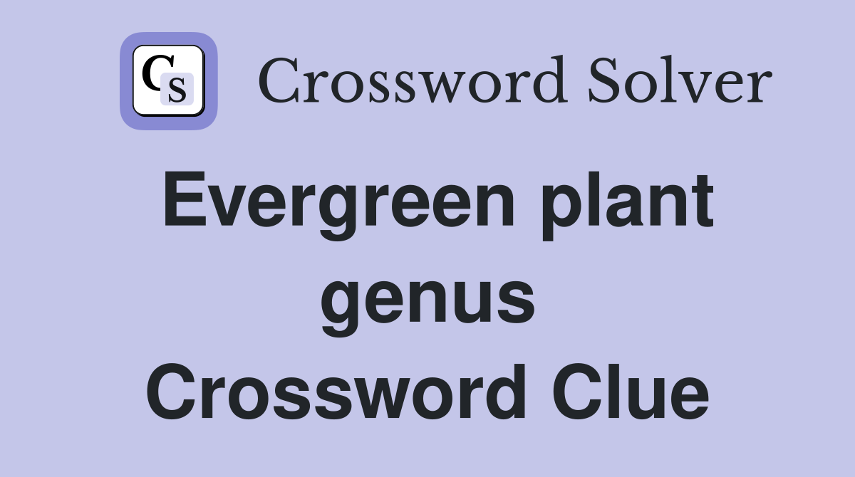 Evergreen plant genus Crossword Clue