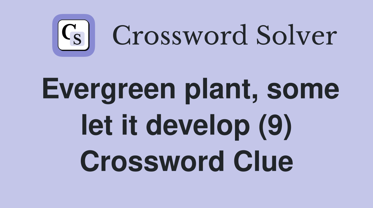 Evergreen plant, some let it develop (9) Crossword Clue