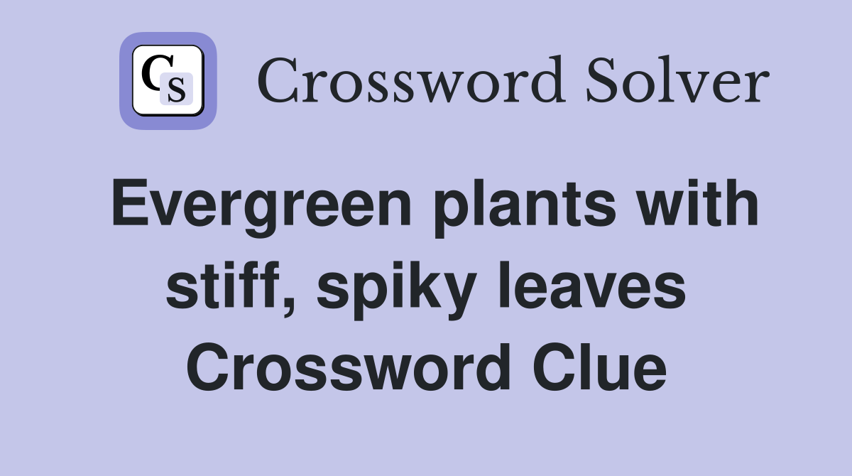 Evergreen plants with stiff, spiky leaves Crossword Clue