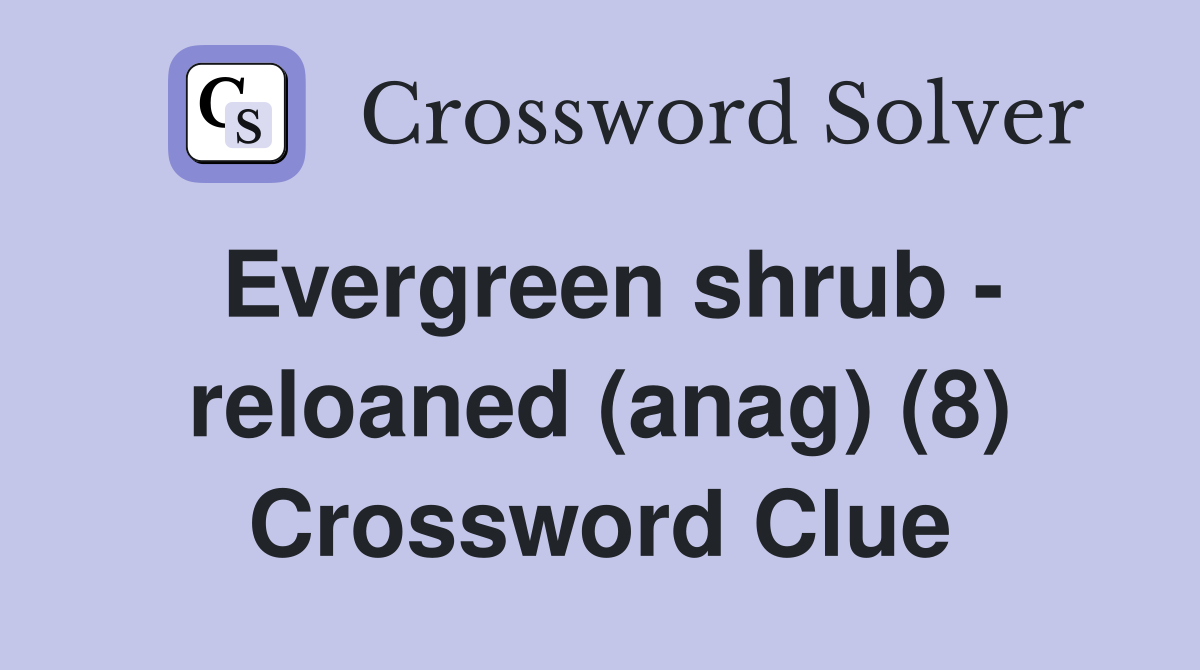 Evergreen shrub - reloaned (anag) (8) Crossword Clue