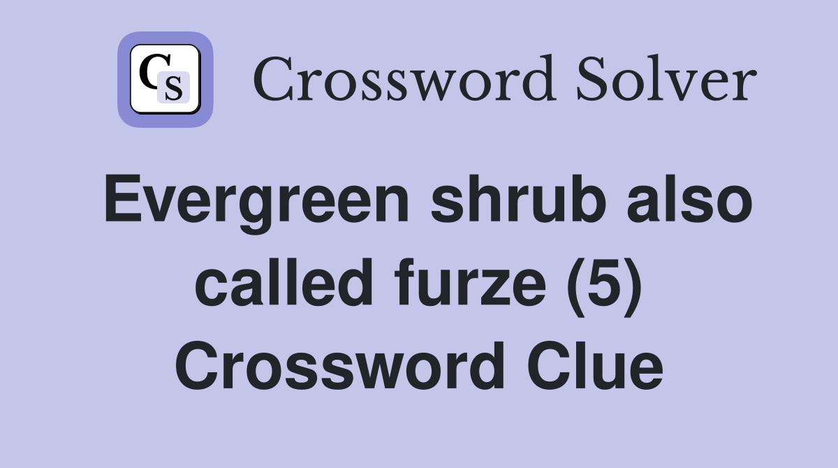 Evergreen shrub also called furze (5) Crossword Clue