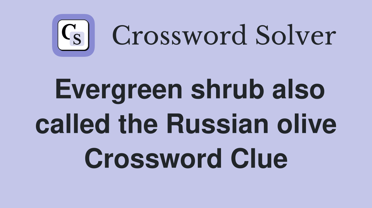 Evergreen shrub also called the Russian olive Crossword Clue