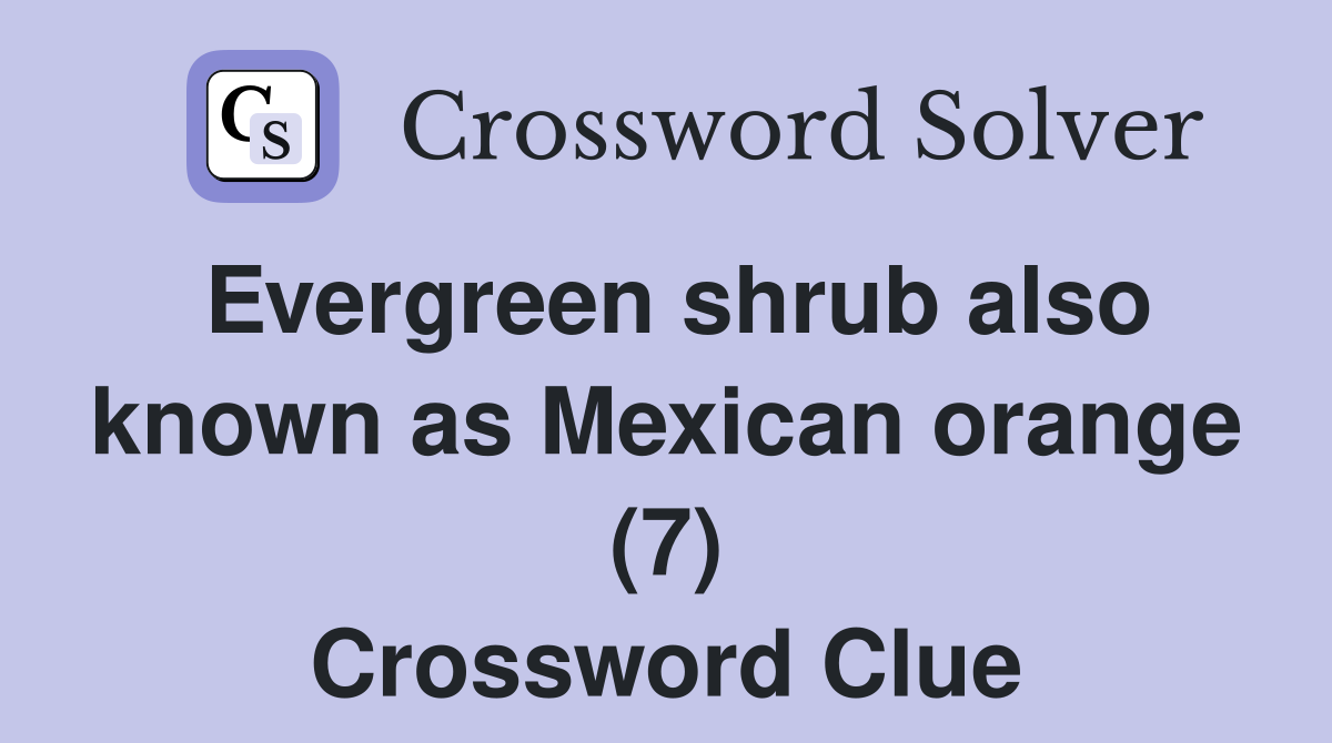 Evergreen shrub also known as Mexican orange (7) Crossword Clue