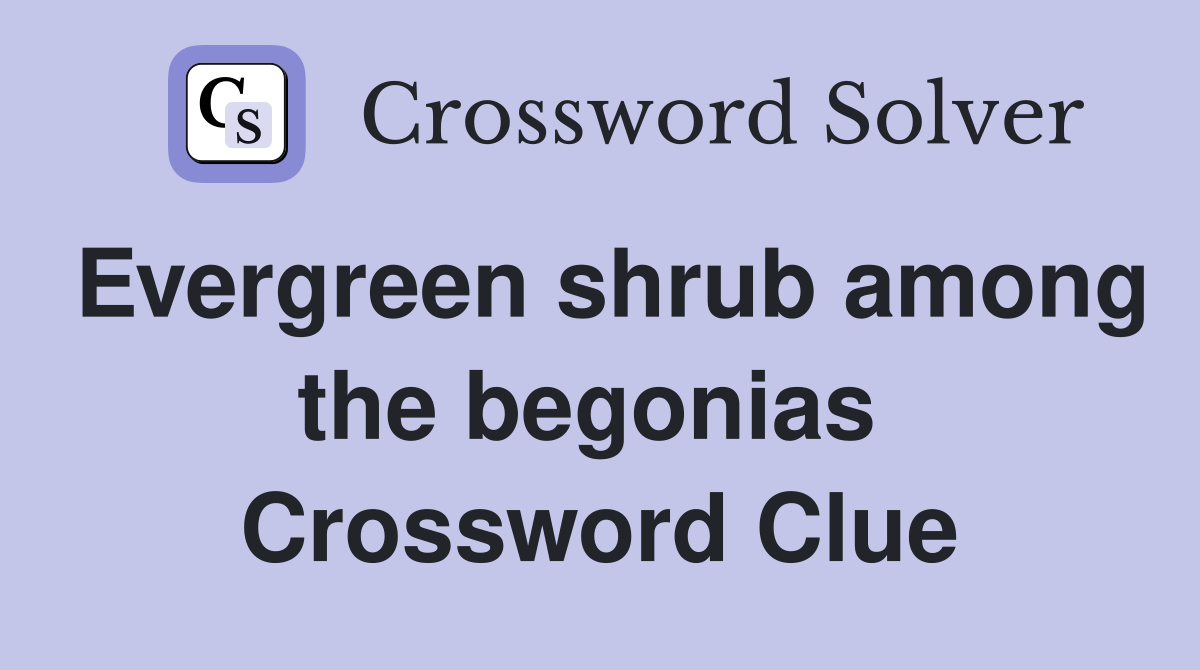 Evergreen shrub among the begonias  Crossword Clue