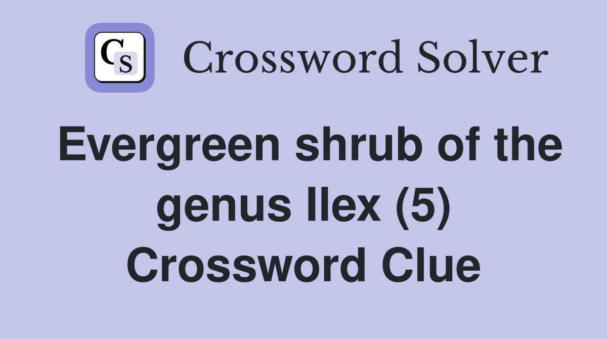 Evergreen shrub of the genus Ilex (5) Crossword Clue