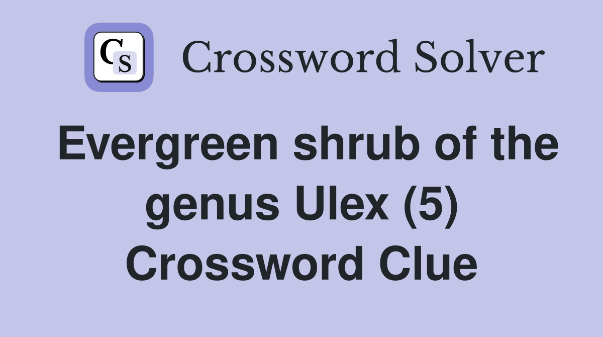 Evergreen shrub of the genus Ulex (5) Crossword Clue