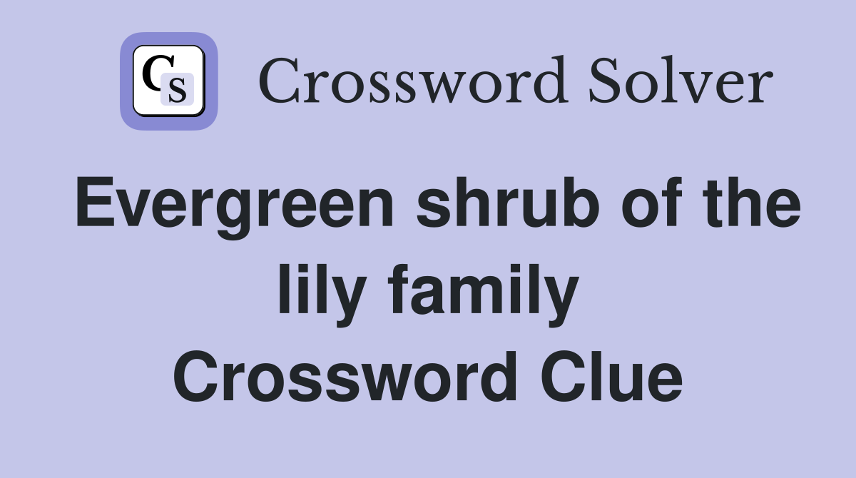 Evergreen shrub of the lily family Crossword Clue
