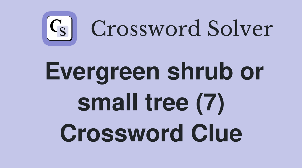 Evergreen shrub or small tree (7) Crossword Clue