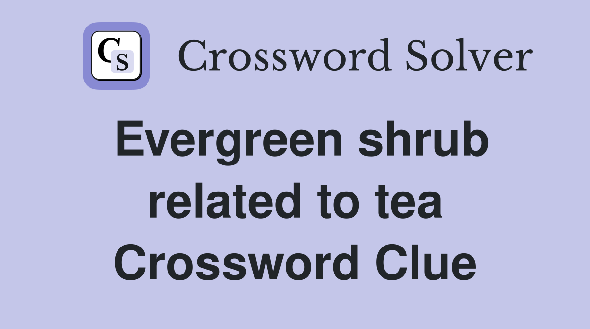 Evergreen shrub related to tea Crossword Clue