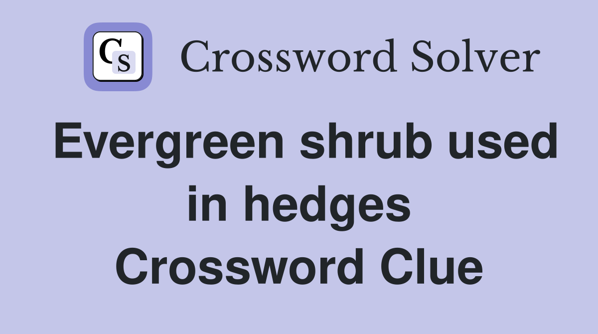 Evergreen shrub used in hedges Crossword Clue