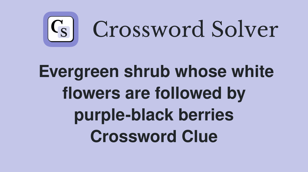 Evergreen shrub whose white flowers are followed by purple-black berries Crossword Clue