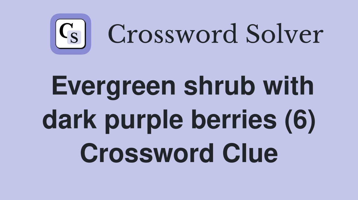 Evergreen shrub with dark purple berries (6) Crossword Clue