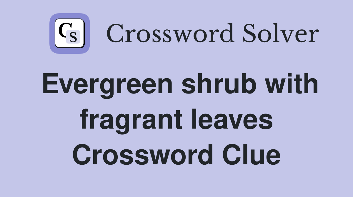 Evergreen shrub with fragrant leaves Crossword Clue