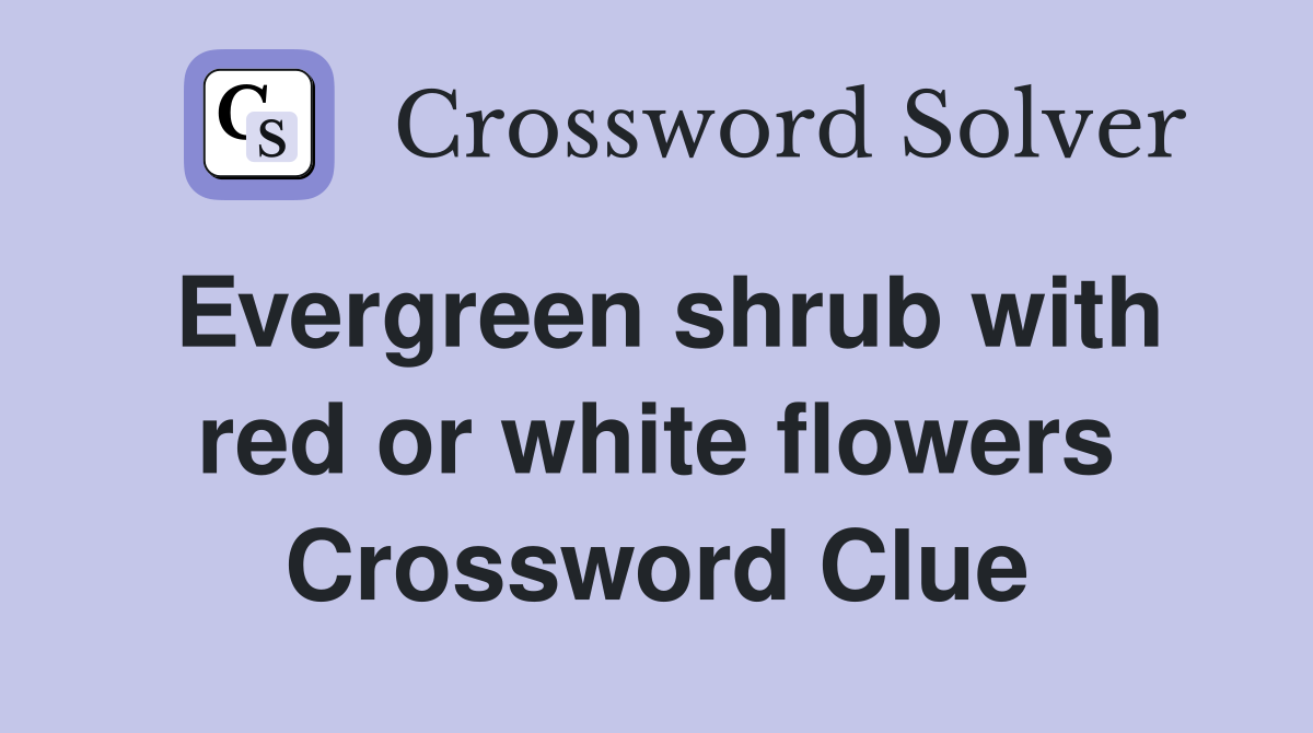 Evergreen shrub with red or white flowers Crossword Clue