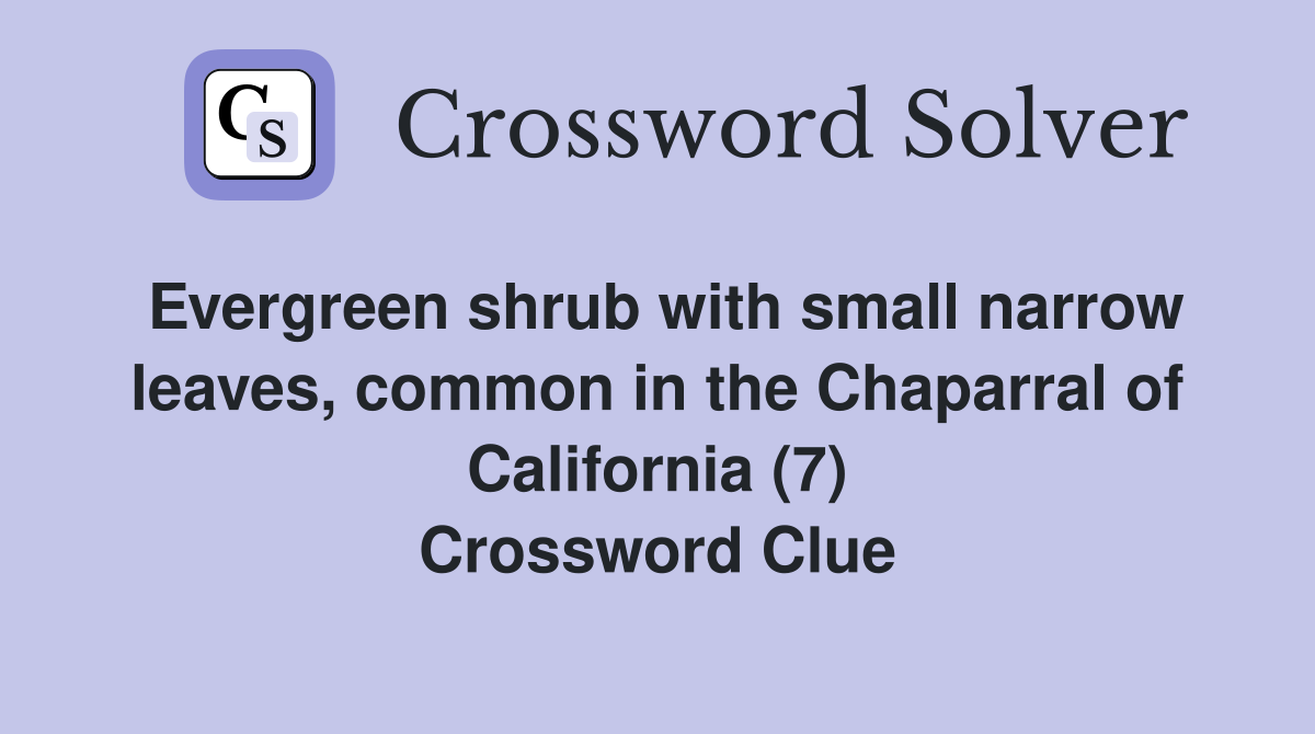 Evergreen shrub with small narrow leaves, common in the Chaparral of California (7) Crossword Clue
