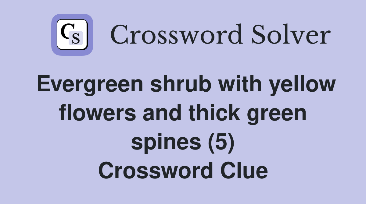 Evergreen shrub with yellow flowers and thick green spines (5) Crossword Clue