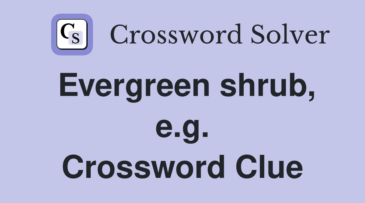 Evergreen shrub, e.g. Crossword Clue