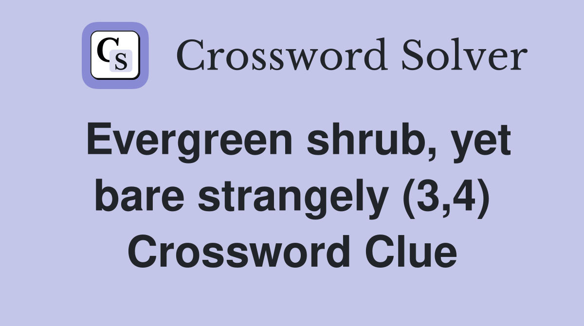 Evergreen shrub, yet bare strangely (3,4) Crossword Clue