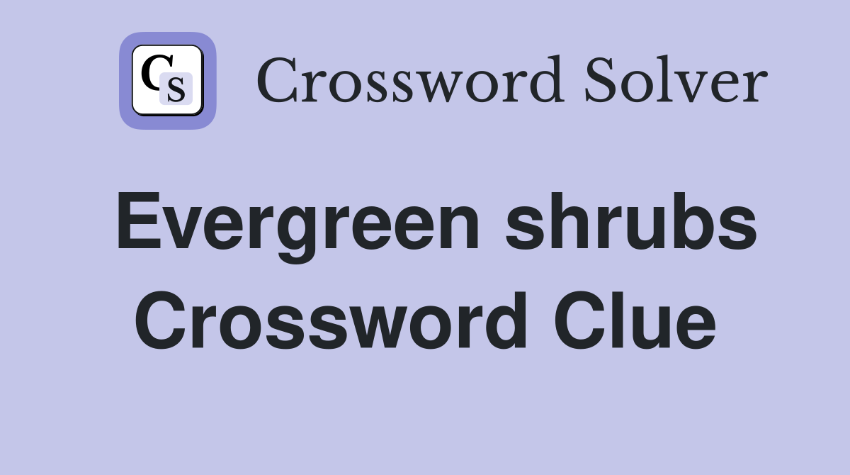 Evergreen shrubs Crossword Clue