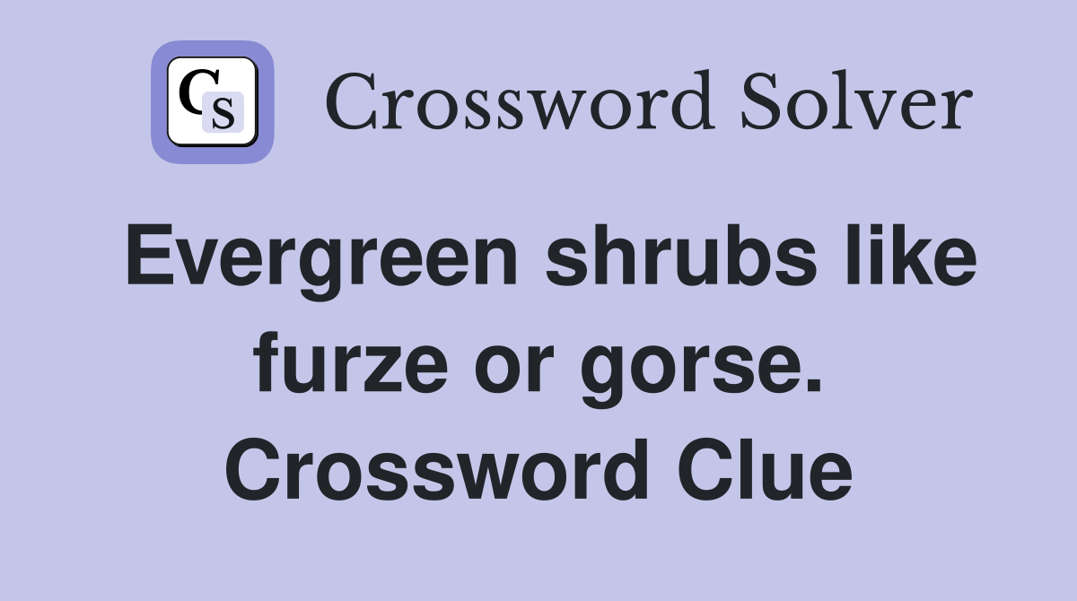 Evergreen shrubs like furze or gorse. Crossword Clue