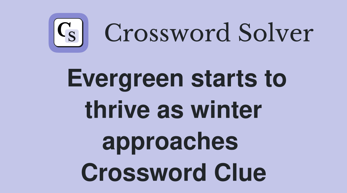 Evergreen starts to thrive as winter approaches  Crossword Clue