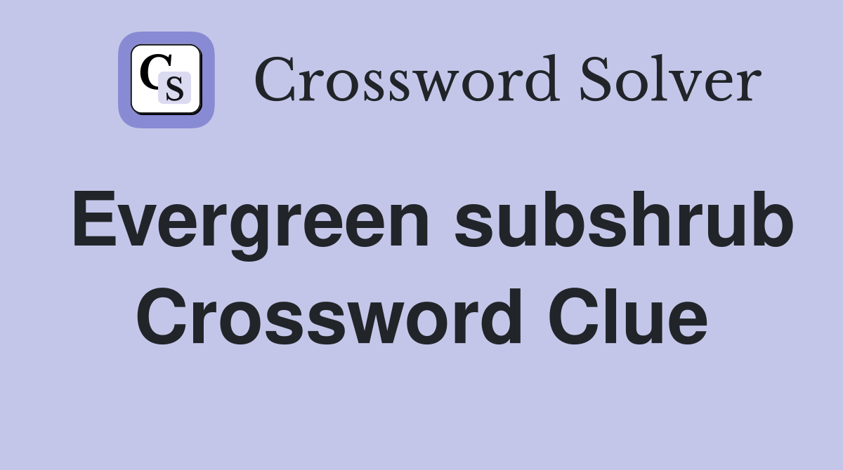 Evergreen subshrub Crossword Clue