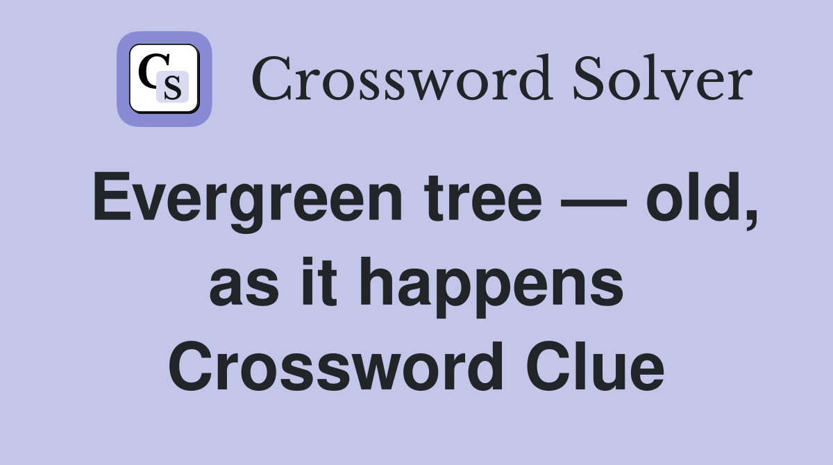 Evergreen tree — old, as it happens Crossword Clue