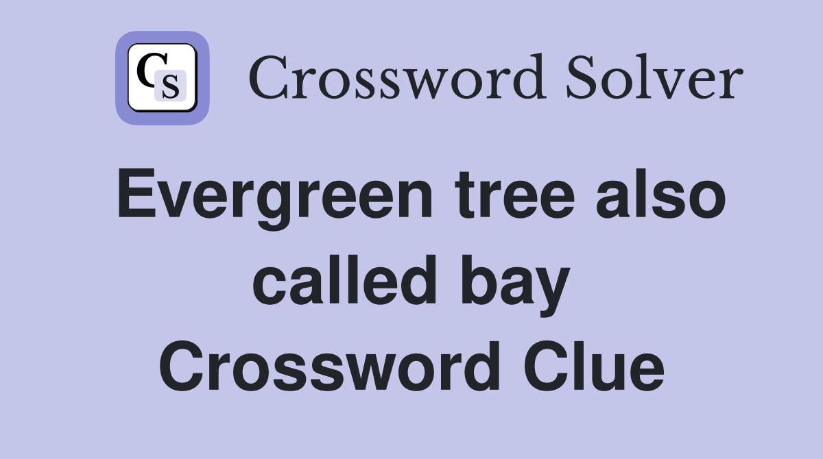 Evergreen tree also called bay Crossword Clue
