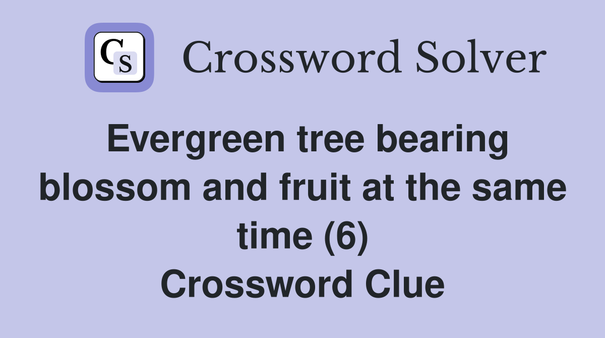Evergreen tree bearing blossom and fruit at the same time (6) Crossword Clue