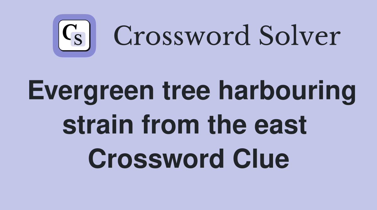 Evergreen tree harbouring strain from the east  Crossword Clue