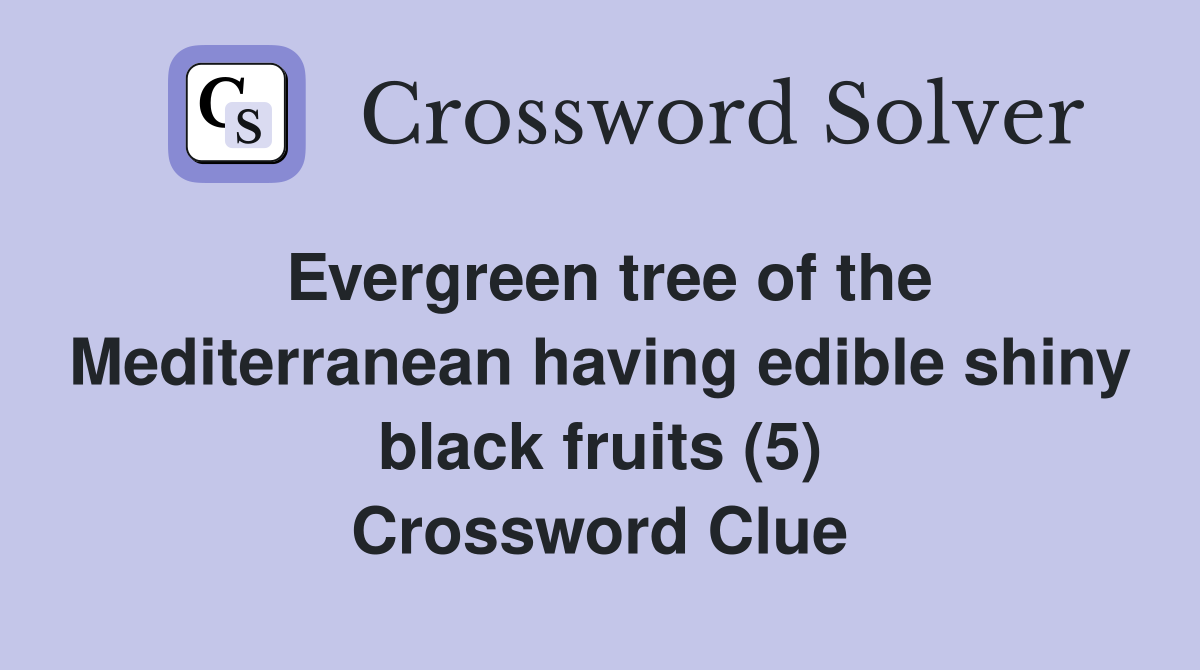 Evergreen tree of the Mediterranean having edible shiny black fruits (5) Crossword Clue