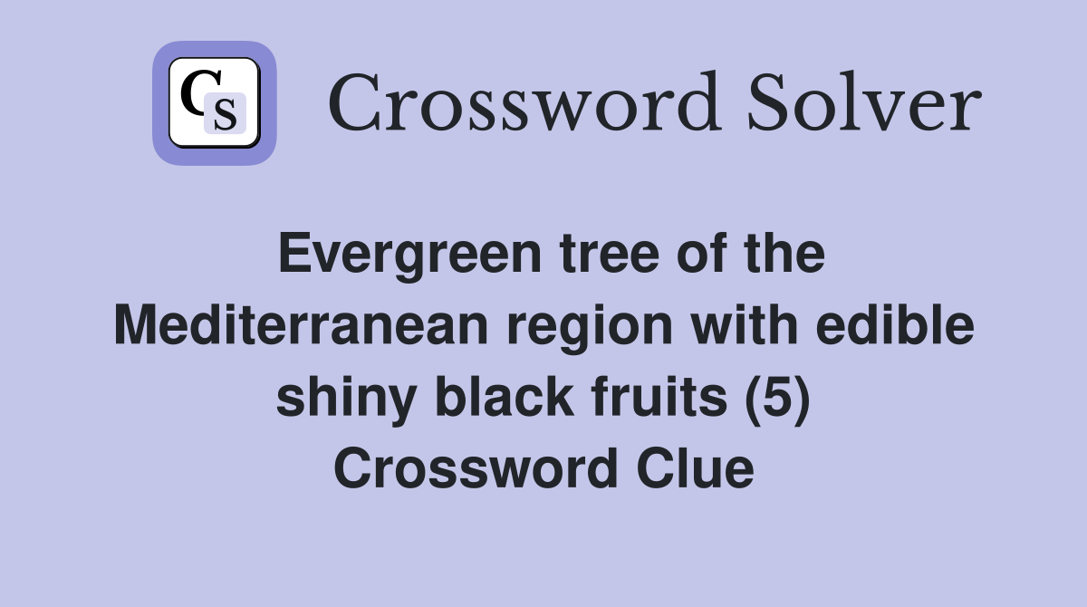 Evergreen tree of the Mediterranean region with edible shiny black fruits (5) Crossword Clue