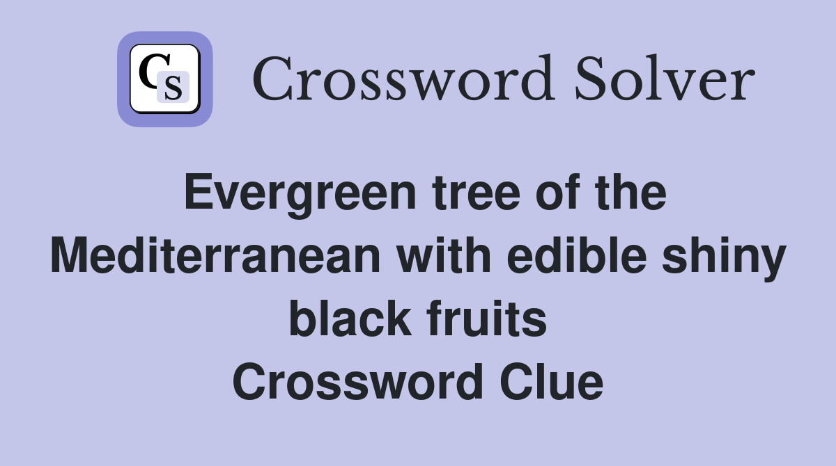Evergreen tree of the Mediterranean with edible shiny black fruits Crossword Clue