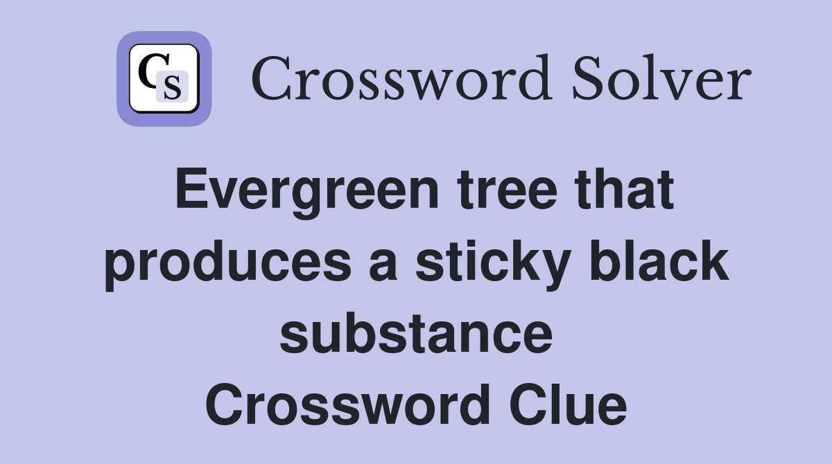 Evergreen tree that produces a sticky black substance Crossword Clue