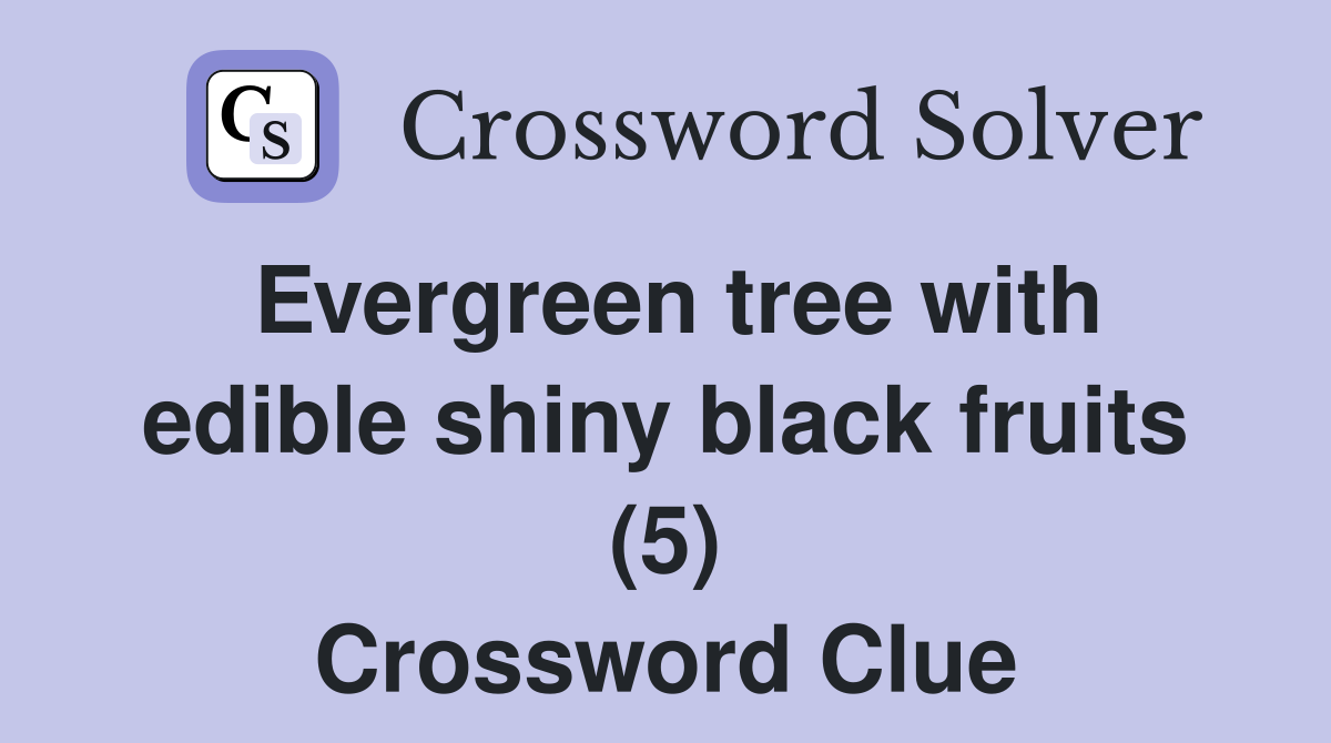 Evergreen tree with edible shiny black fruits (5) Crossword Clue