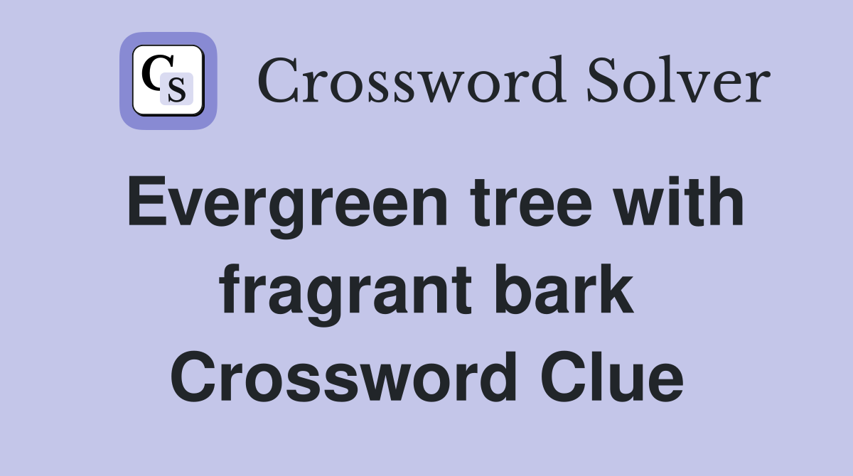Evergreen tree with fragrant bark Crossword Clue