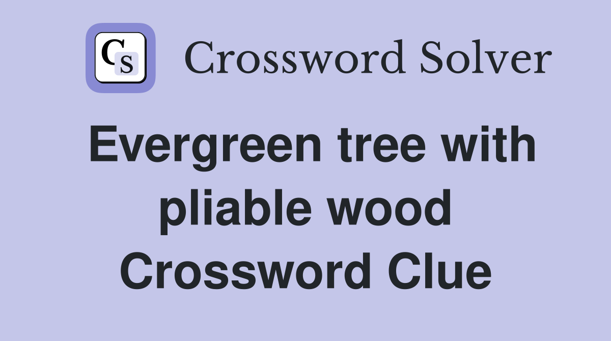 Evergreen tree with pliable wood Crossword Clue