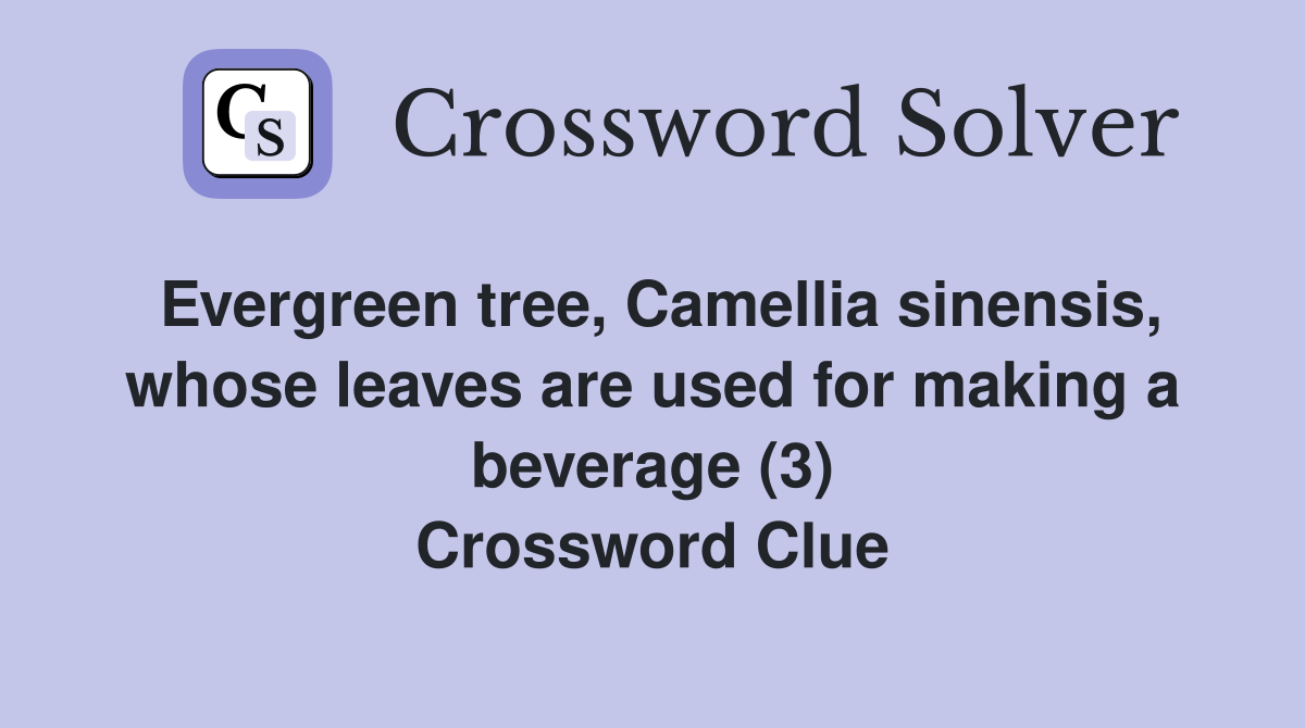 Evergreen tree, Camellia sinensis, whose leaves are used for making a beverage (3) Crossword Clue