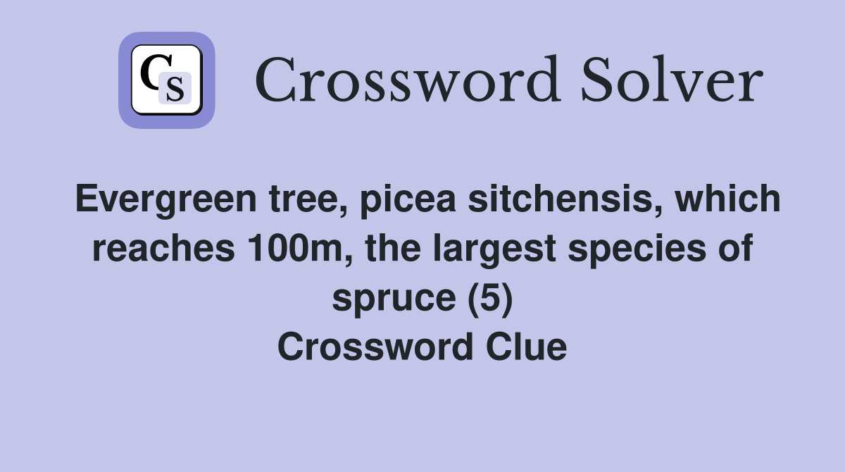 Evergreen tree, picea sitchensis, which reaches 100m, the largest species of spruce (5) Crossword Clue